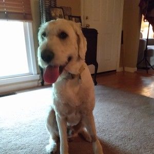 Meet your Posher, Brant